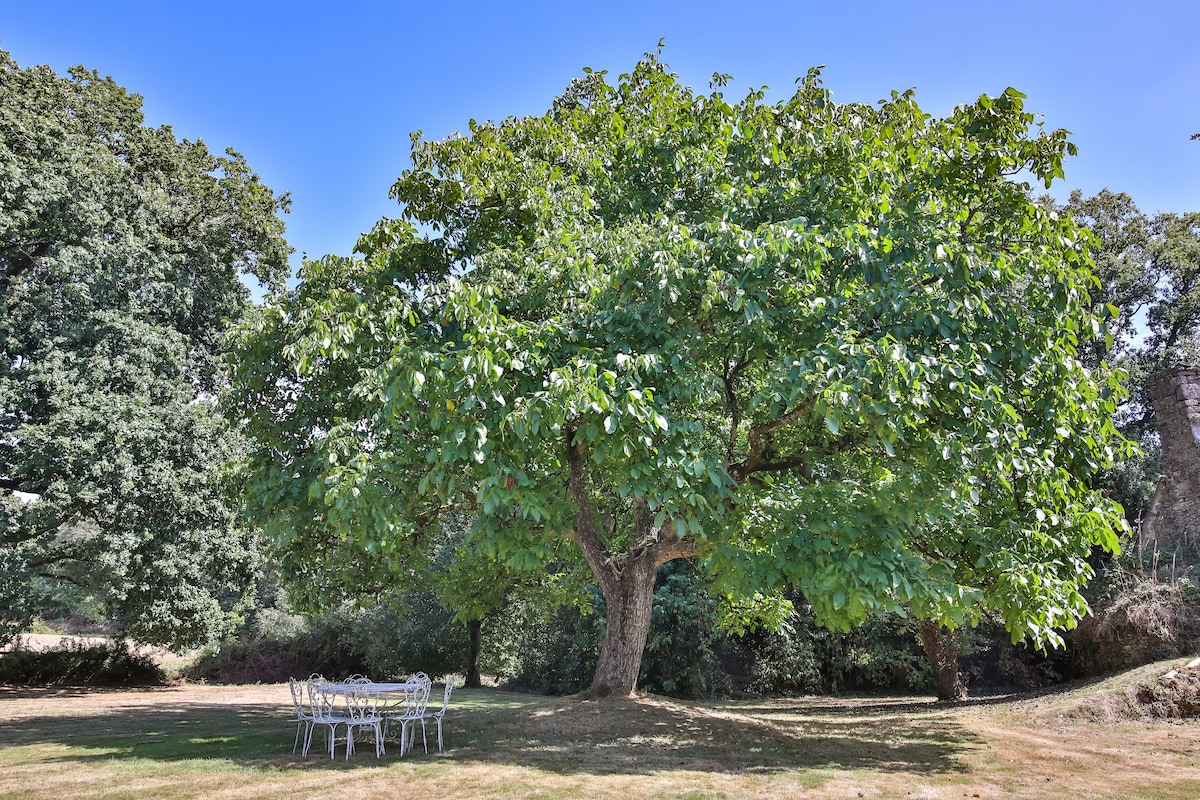 The outdoor dining table beneath the walnut tree